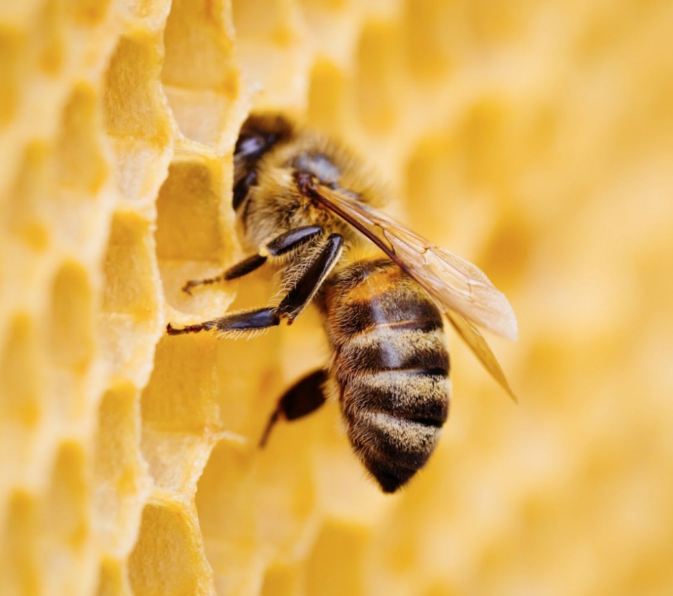 ミツバチを救うため、利益の10％を寄付しています