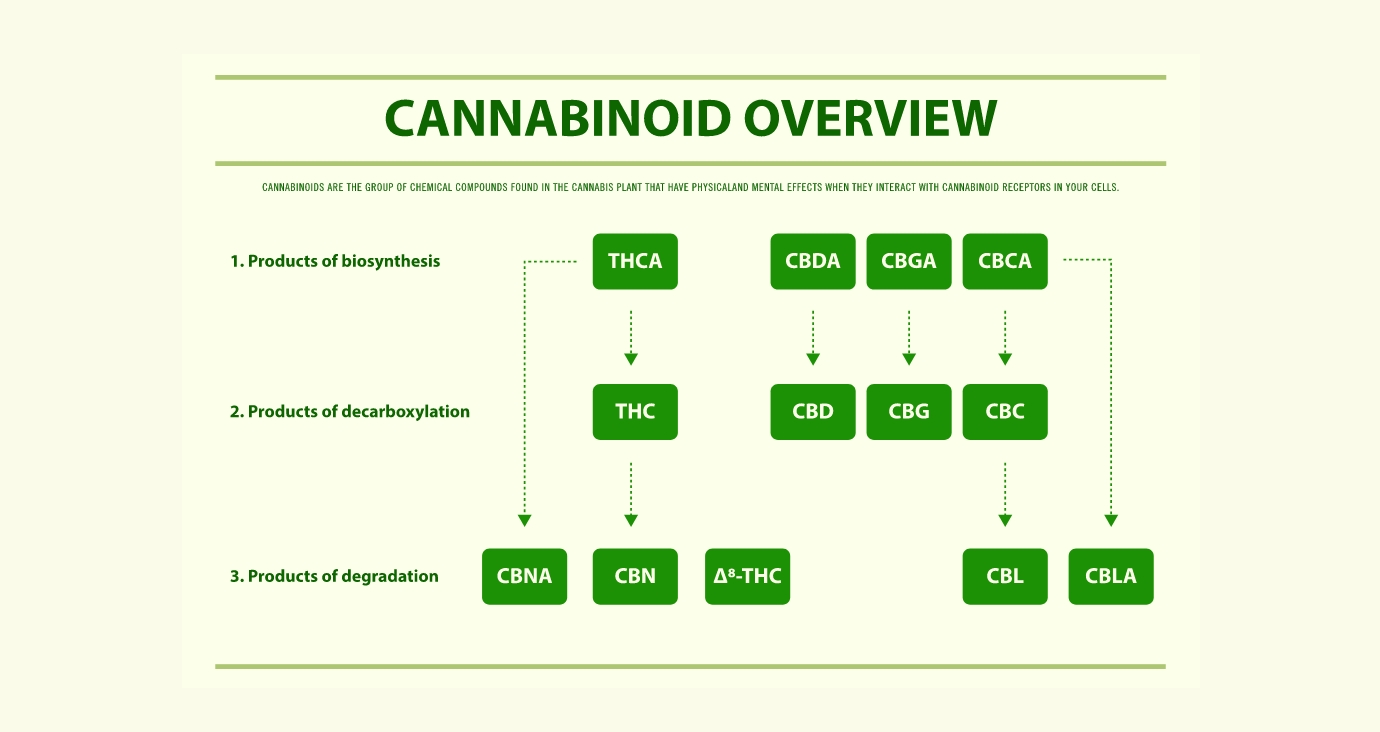 cnanabinoid overview